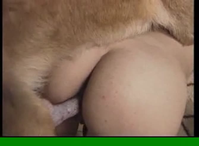 Video :Erected dog dick wrecking a lady's pussy